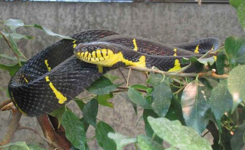 Gold-ringed cat snake