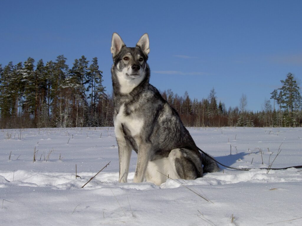 cão de montanha sueco